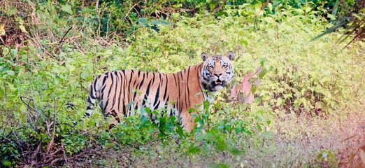 Tiger in the Wild at Kanha National Park