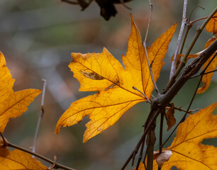 A fall leaf on a fall day