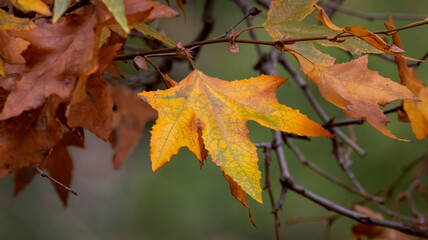 A fall leaf on a fall day