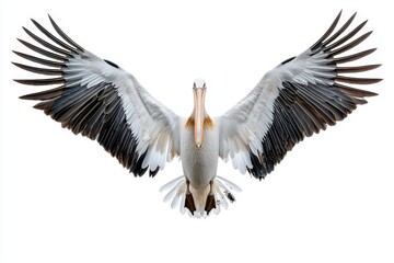 Pelican with outstretched wings against a white background.