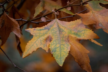 A fall leaf on a fall day