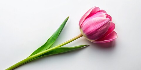Obraz premium Spring Pink Tulip Flat Lay: Delicate Bloom on White Background