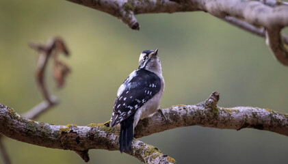 A Downy Woodpecker on a branch on a Fall Day
