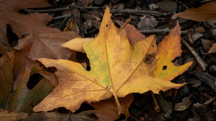 A fall leaf on a fall day