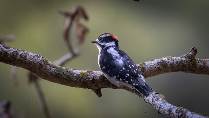 A Downy Woodpecker on a branch on a Fall Day