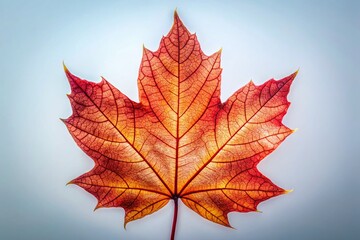 Fototapeta premium Surreal Red Maple Leaf: Three-Lobed Autumn Leaf on White Background