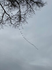 A line if birds flying overhead on a cloudy winter day