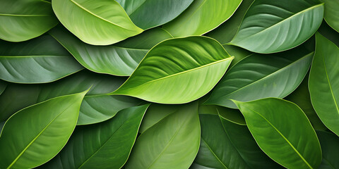 Fototapeta premium Vibrant green leaves nature scene close-up photography lush environment top-down view plant life natural beauty for seo