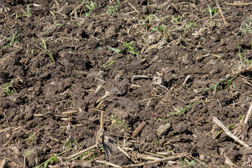 tilled soil ready for planting