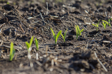 corn seedlings