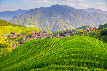 Longji rice terraces during summertime, Guilin, China