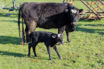 cow with newborn calf © Peter