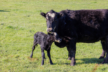 cow with newborn calf © Peter