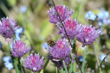 bee on a flower