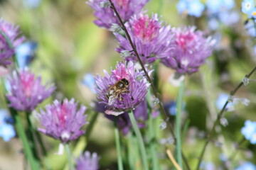 bee on pink flower