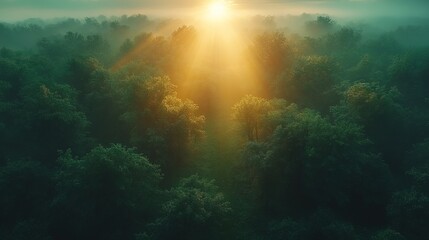 Fototapeta premium A serene sunrise illuminating a dense forest, creating a mystical atmosphere with soft light and fog.