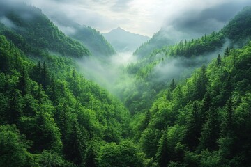 Fototapeta premium A serene valley surrounded by lush green forests and misty mountains, evoking tranquility and natural beauty.