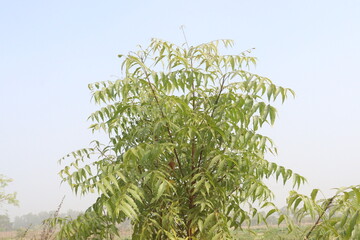 Azadirachta Indica tree on garden