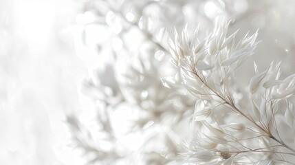 Delicate White Plant Texture with Soft Focus for a Serene and Ethereal Background Ideal for Nature Themes and Gentle Aesthetic Design Projects