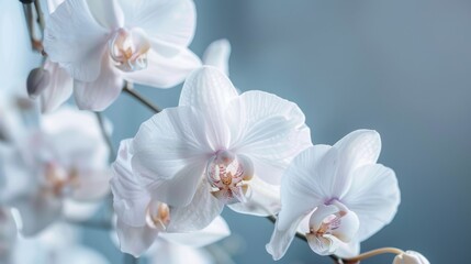 Elegant White Orchid Blooms Showcasing Delicate Petals and Soft Colors Against a Beautifully Blurred Background for Nature and Floral Photography