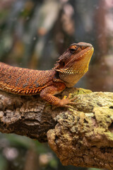 Captivating Close-up of a Bearded Dragon on a Branch