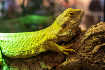 Close-Up of a Vibrant Bearded Dragon on a Natural Log