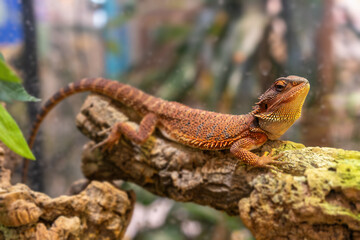 Captivating Bearded Dragon Relaxing on a Natural Log