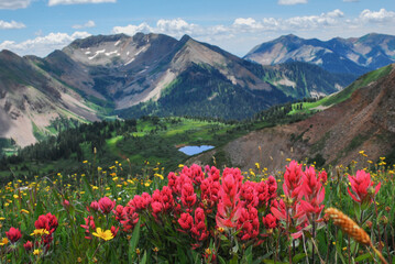 Paint Brush wild flowers in the La Plata Mountains, Durango, CO, USA