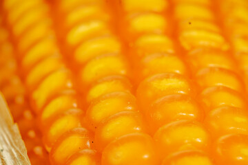 Macro close-up of vibrant golden corn kernels, showcasing detailed texture and natural freshness, ideal for food and agriculture themes.