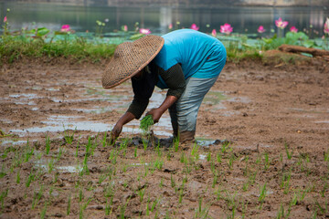 Asian female farmer wearing woven hat planting rice seedlings in rice field