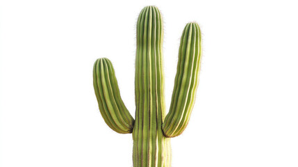 Majestic Saguaro Cactus against a Pristine White Background