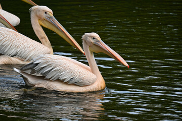 Graceful Pelicans Swimming Peacefully in Natural Habitat