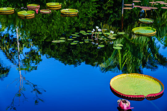 Fototapeta Pond flora