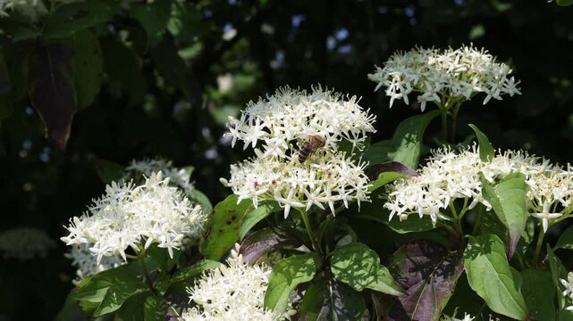 White flowers: A bee visits a Cornus flower