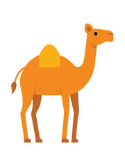 Camel flat illustration on white background

