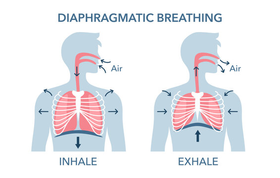 Diaphragmatic breathing cycle infographic. Visualization of lung volume during inhale and exhale, work of diaphragm.