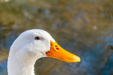 the scenic views of amazing ducks and geese in the river