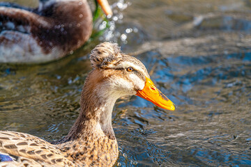 the scenic views of amazing ducks and geese in the river