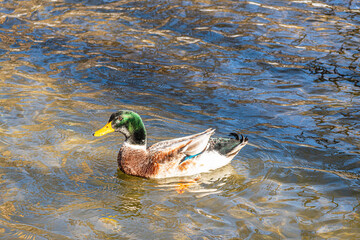 the scenic views of amazing ducks and geese in the river