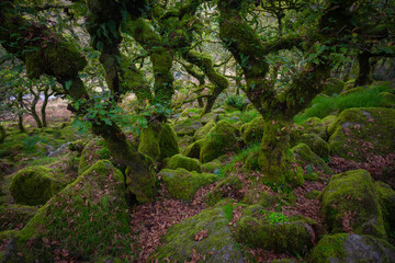 Dartmoor Forestis a primeval forest worth preserving is one of Britain's oldest surviving ancient temperate rainforests, located in Dartmoor National Parks, southwest, Devon, England