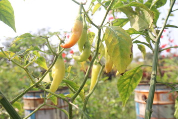 Obraz premium Banana pepper on tree in farm