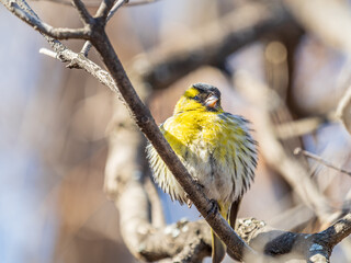 Fototapeta premium Eurasian siskin male, latin name spinus spinus, sitting on branch of tree. Cute little yellow songbird.