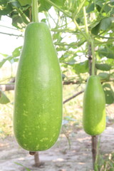 Bottle gourd on farm for harvest