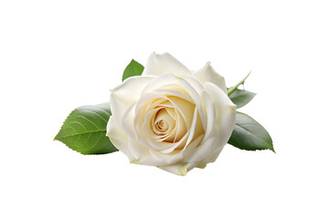 Elegant White Rose in Full Bloom with Green Leaves on Transparent Background - Symbol of Purity and New Beginnings