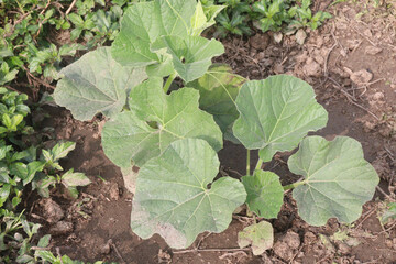 Bottle gourd plant on farm for harvest