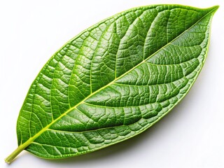 Vibrant Green Avocado Leaves, Fresh Tropical Foliage, Natural Background, Healthy Plant, Organic Produce