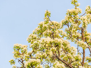 Apple tree branches with white flowers on a background of blue clear sky.
