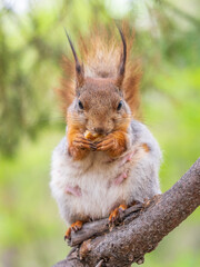 Fototapeta premium The squirrel with nut sits on a branches in the spring or summer.