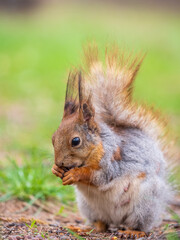 Squirrel eats a nut while sitting in green grass. Eurasian red squirrel, Sciurus vulgaris
