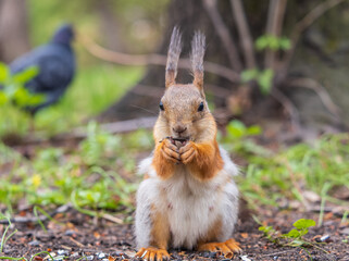 Squirrel eats a nut while sitting in green grass. Eurasian red squirrel, Sciurus vulgaris